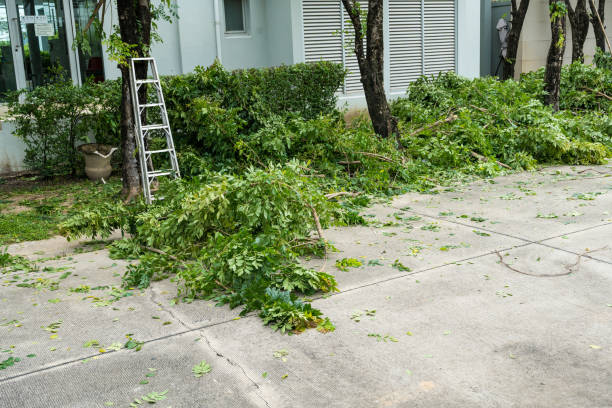 Best Large Tree Removal  in Seagraves, TX